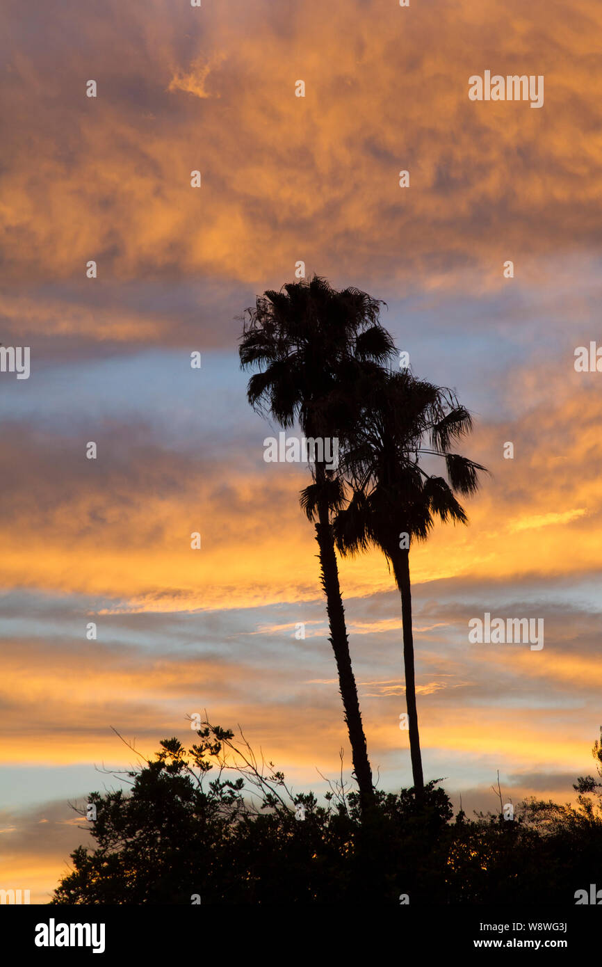 Two Tall Silhouetted Palm Trees Sunset Color Stock Photo