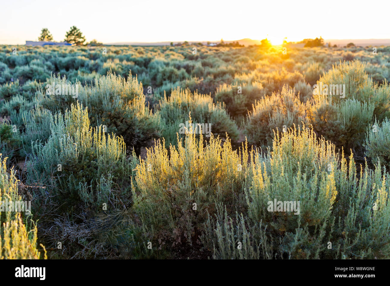 View of sunset sun through grass green desert sage brush plants in Ranchos de Taos valley and green landscape in summer with sunlight Stock Photo