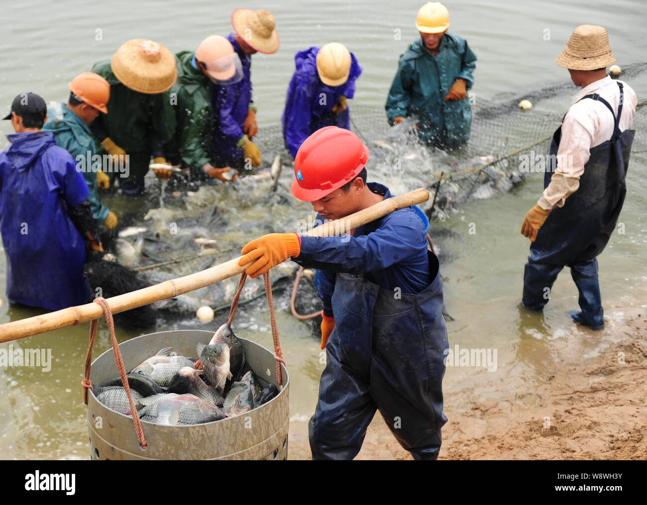 Tilapia breeding hires stock photography and images Alamy