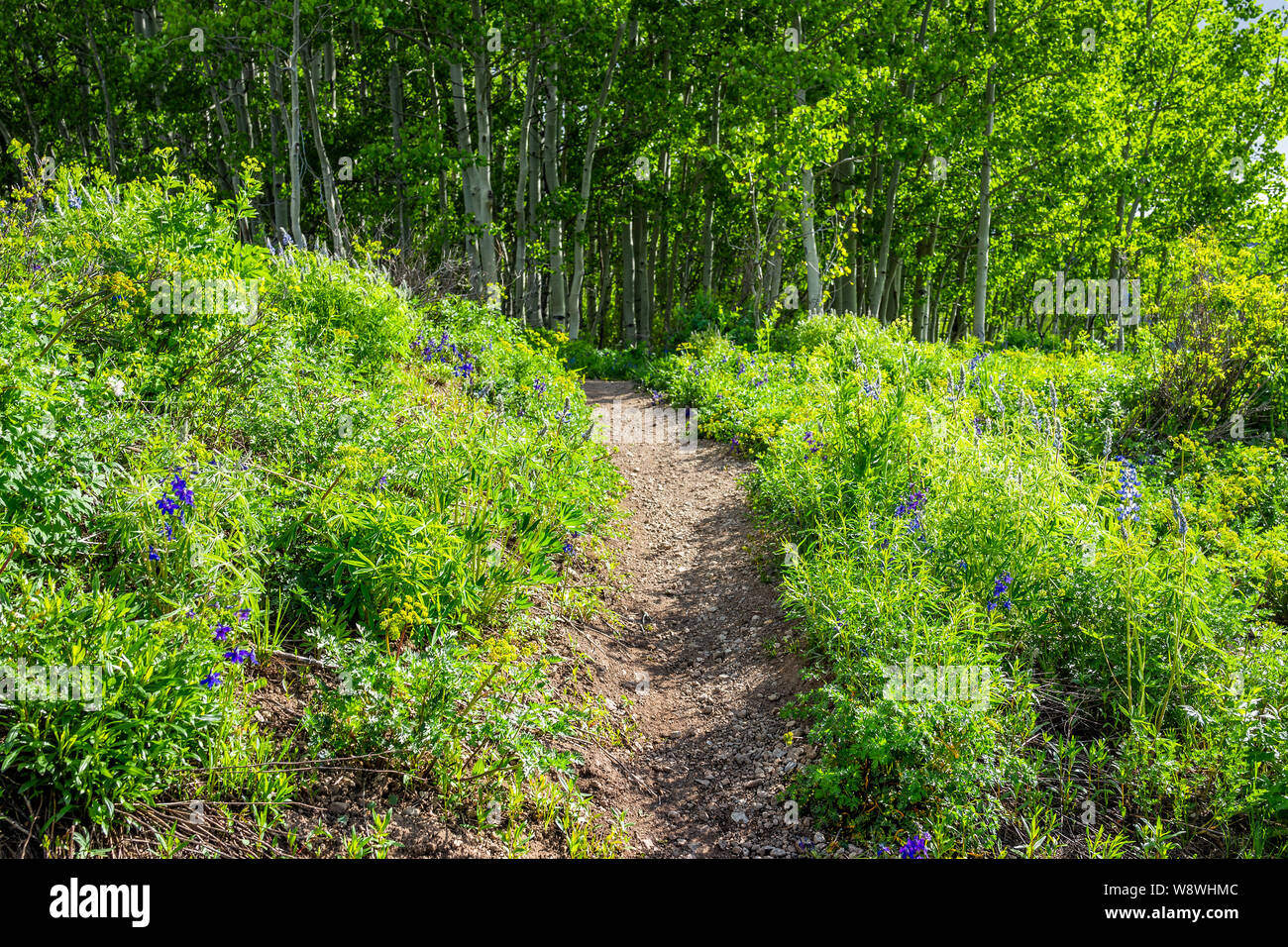 Larkspur flowers hi-res stock photography and images - Alamy