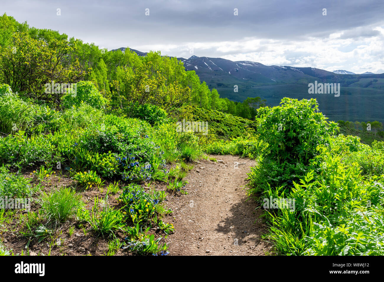 Bluebell flowers on Crested Butte, Colorado countryside with Snodgrass hiking trail in summer Stock Photo