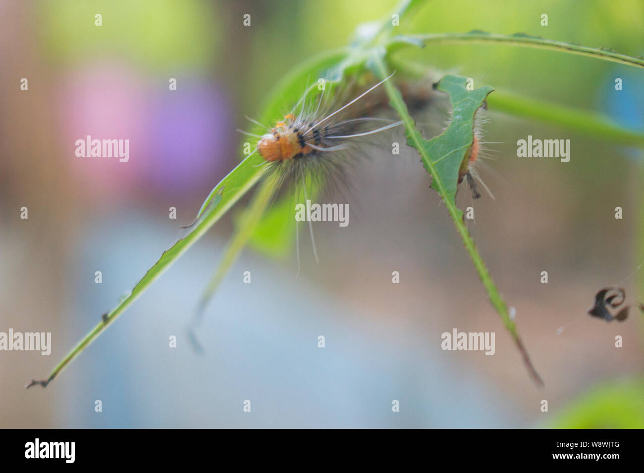 Caterpillar rash hi-res stock photography and images - Alamy