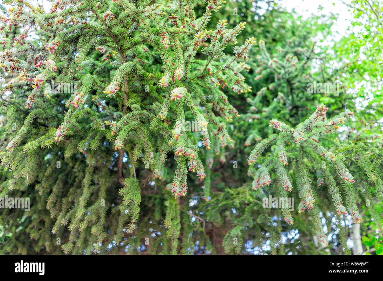 Crested Butte, Colorado low angle of pine tree with small young cones in downtown village in summer Stock Photo