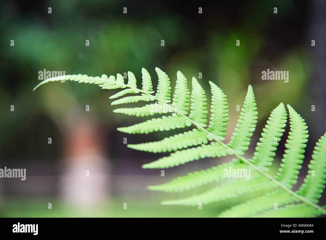 Fern leaf background in green garden Stock Photo