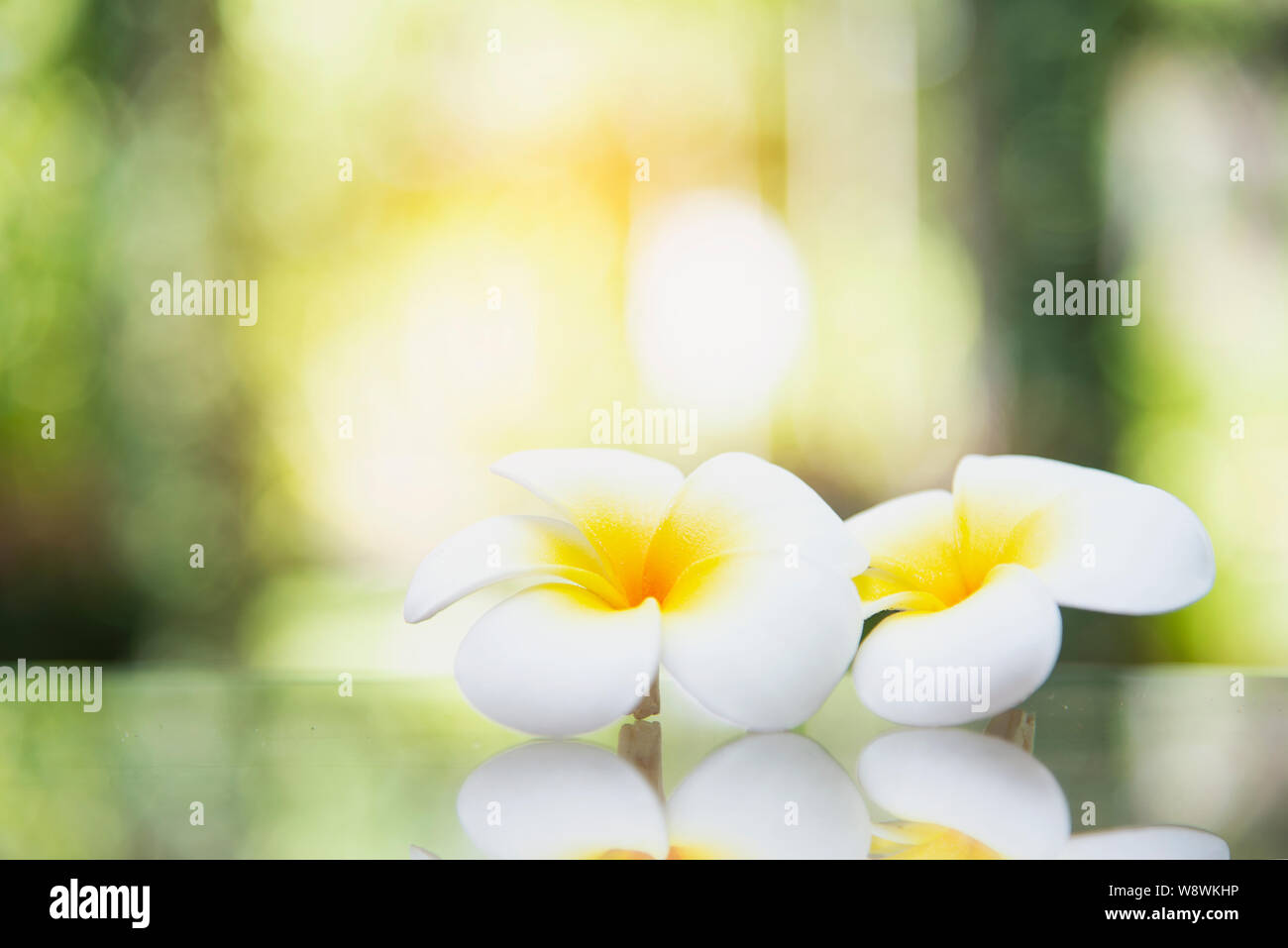 Warm yellow plumeria flower in green garden background - flower in nature background concept Stock Photo