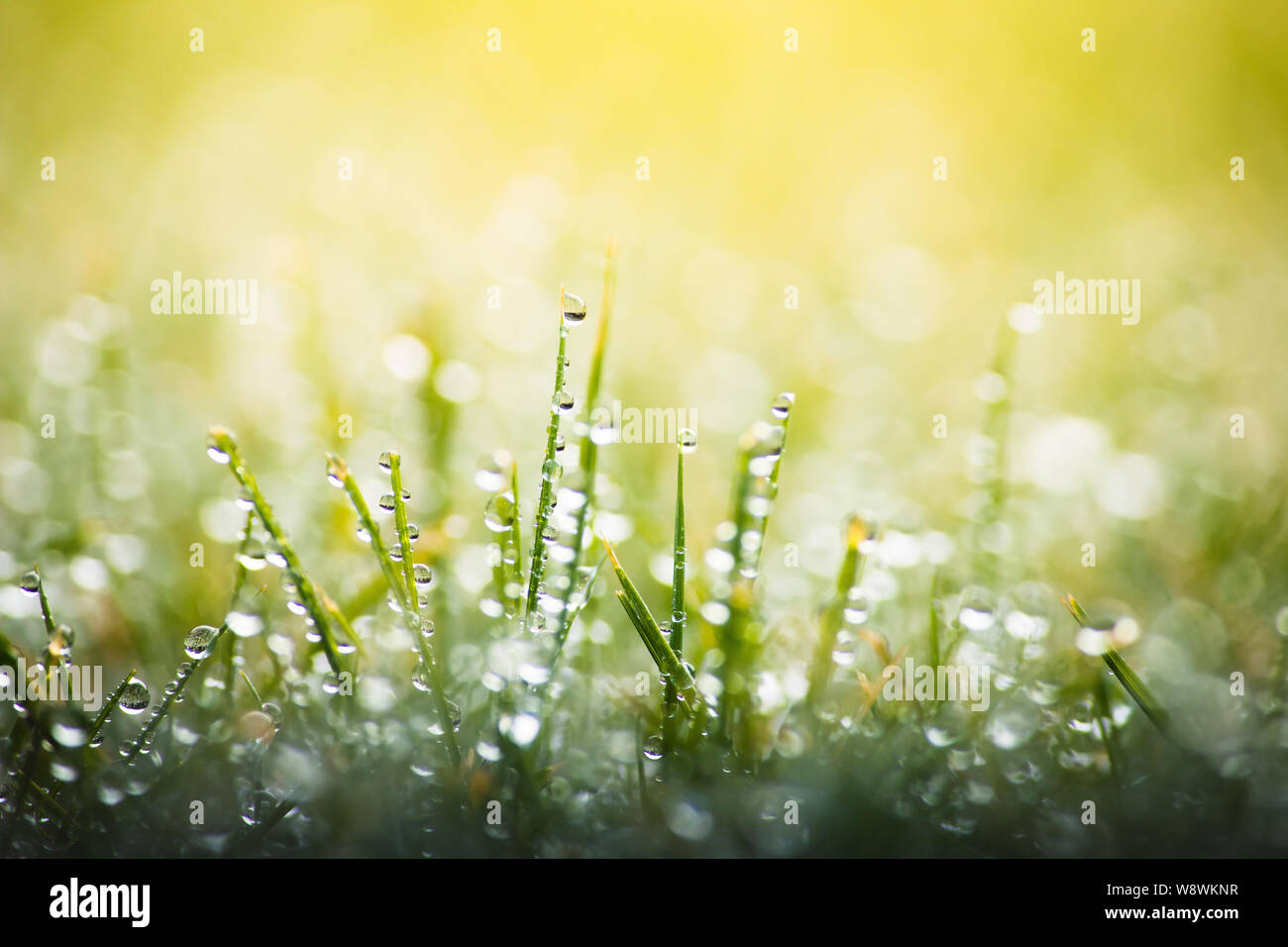 Fresh morning dew drops on green grass, macro nature background ...