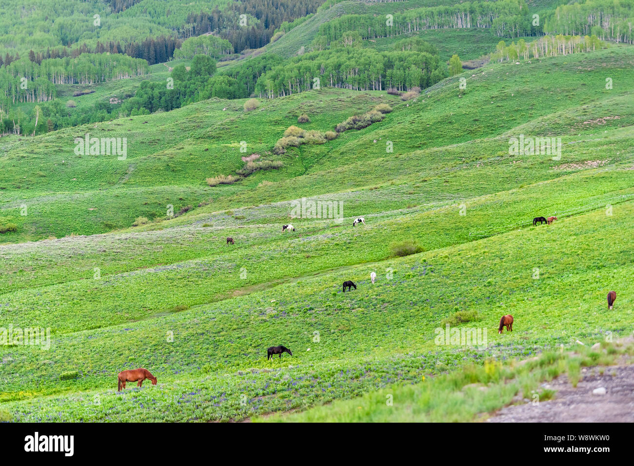 Crested Butte, Colorado alpine meadows with horses grazing on ranch by Snodgrass hiking trail in summer on cloudy day with green grass and mountain vi Stock Photo