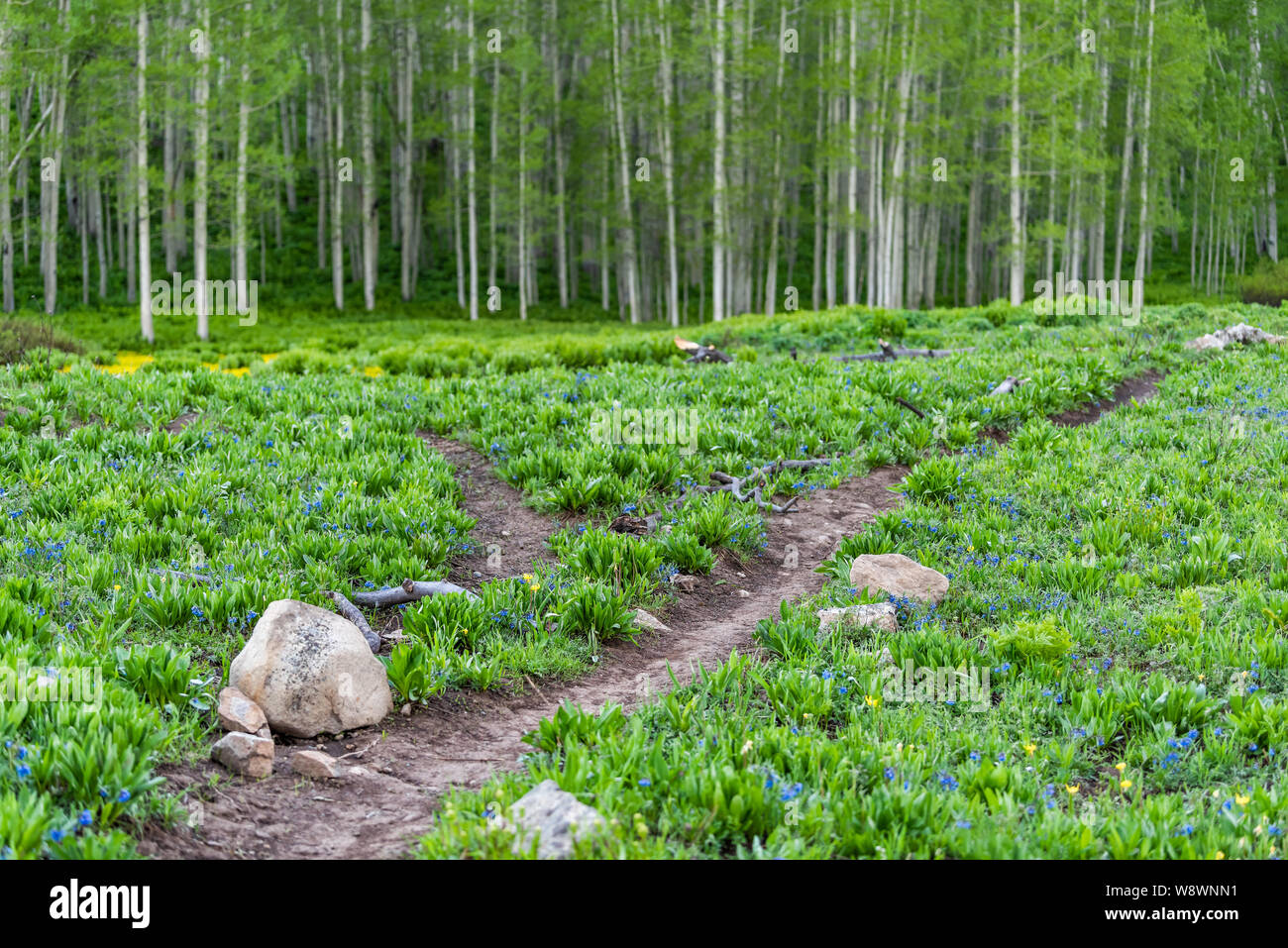Rocky path on Crested Butte, Colorado with Snodgrass hiking trail in summer leading to green forest Stock Photo