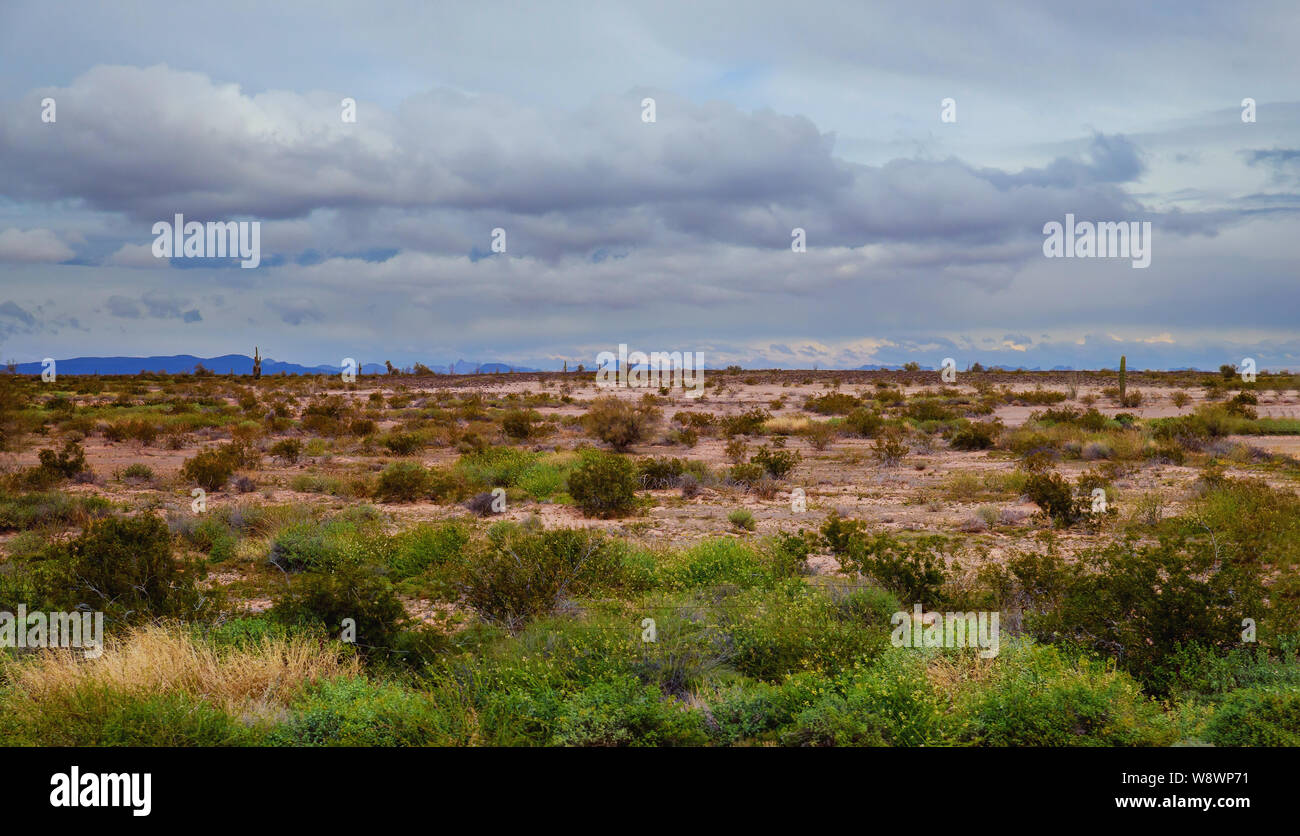 Ecosystem sonora sonoran desert hi-res stock photography and images - Alamy