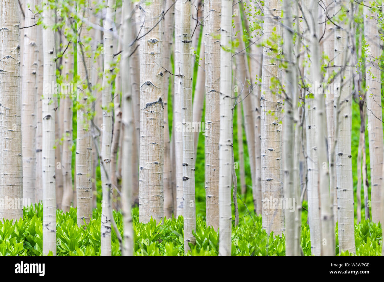 Aspen forest trees pattern in summer in Snodgrass trail in Mount Crested Butte, Colorado in National Forest park mountains with green color Stock Photo