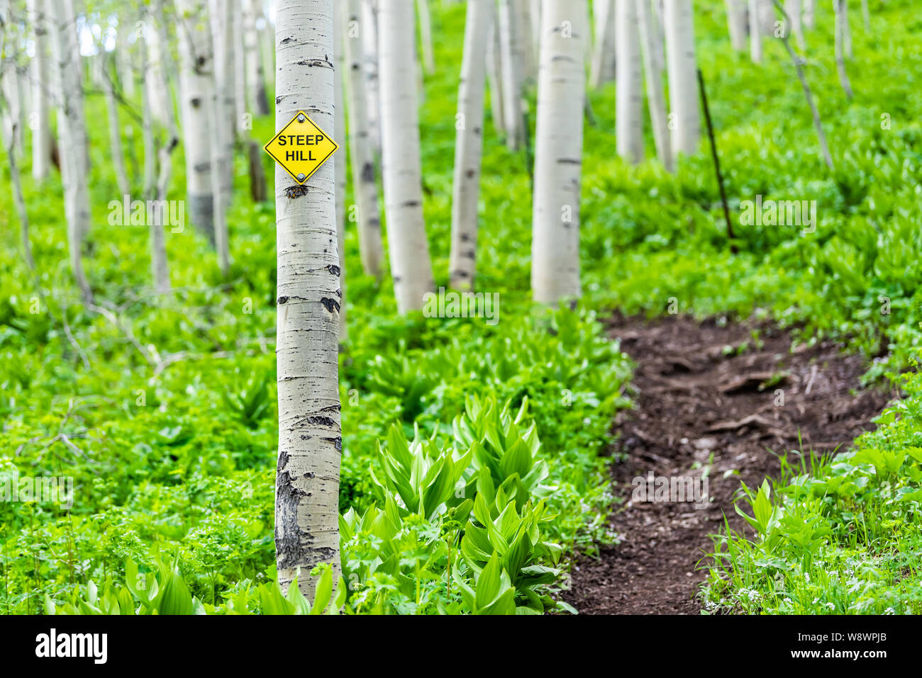 Aspen forest trees with steep hill sign in summer in Snodgrass trail in Mount Crested Butte, Colorado in National Forest park mountains with green col Stock Photo