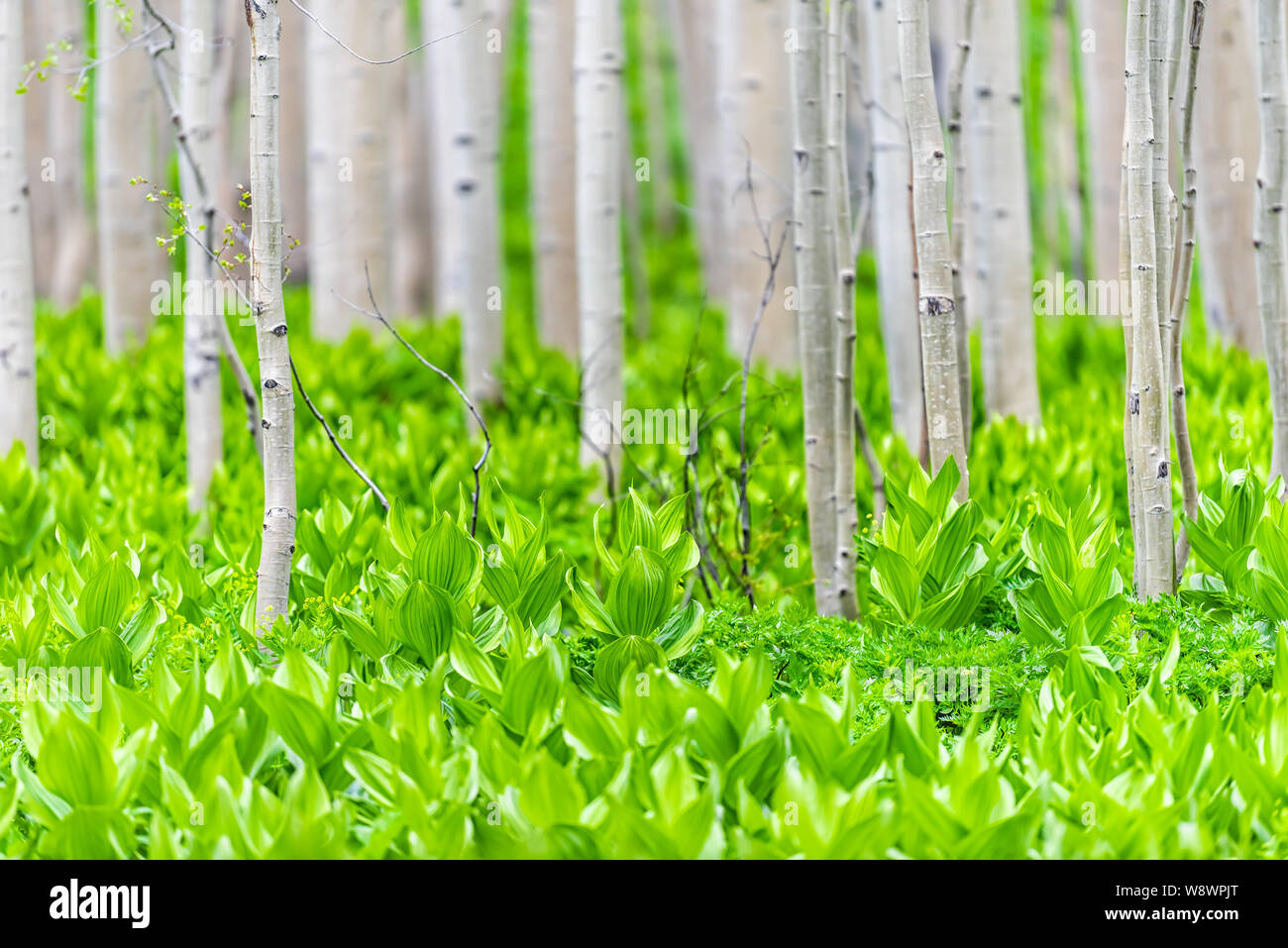 Aspen forest trees pattern in summer with Yellow lady's slipper plants in Snodgrass trail in Mount Crested Butte, Colorado in National Forest park Stock Photo