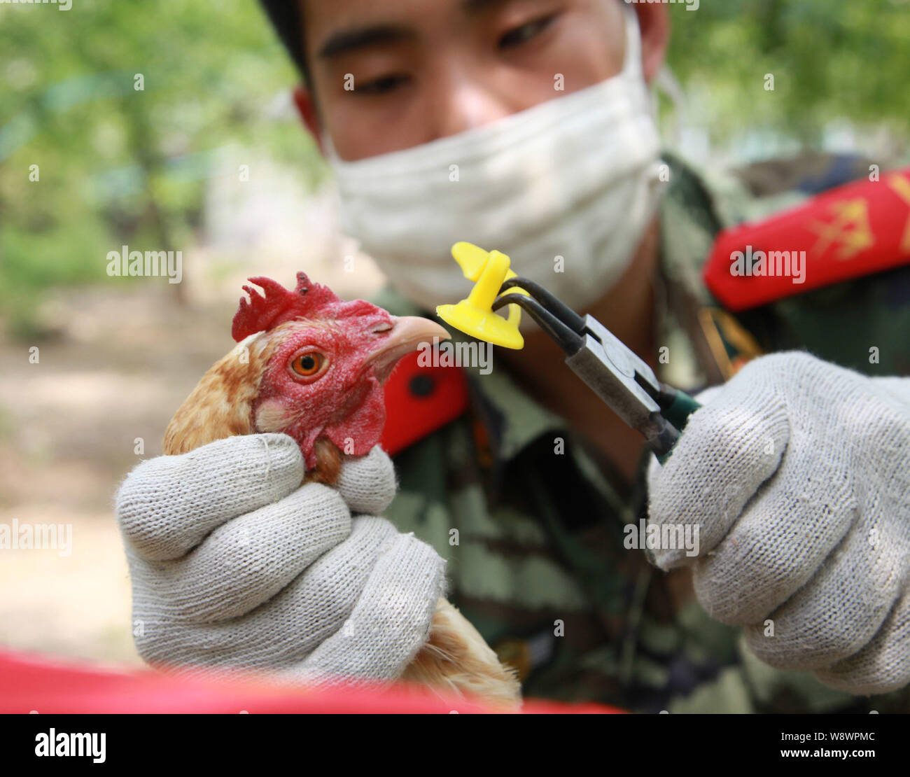 A Chinese paramilitary policeman puts plastic eyeglasses on the beak of a  chicken at a chicken farm of the local frontier defence corps of the China  A Stock Photo - Alamy
