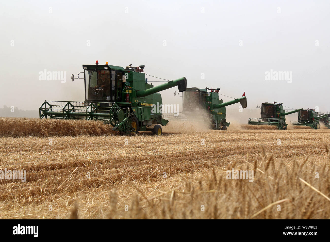 --FILE--Chinese farmers drive reaping machines to harvest wheat in a field in the Huangfanqu Farm, Zhoukou city, central Chinas Henan province, 4 June Stock Photo