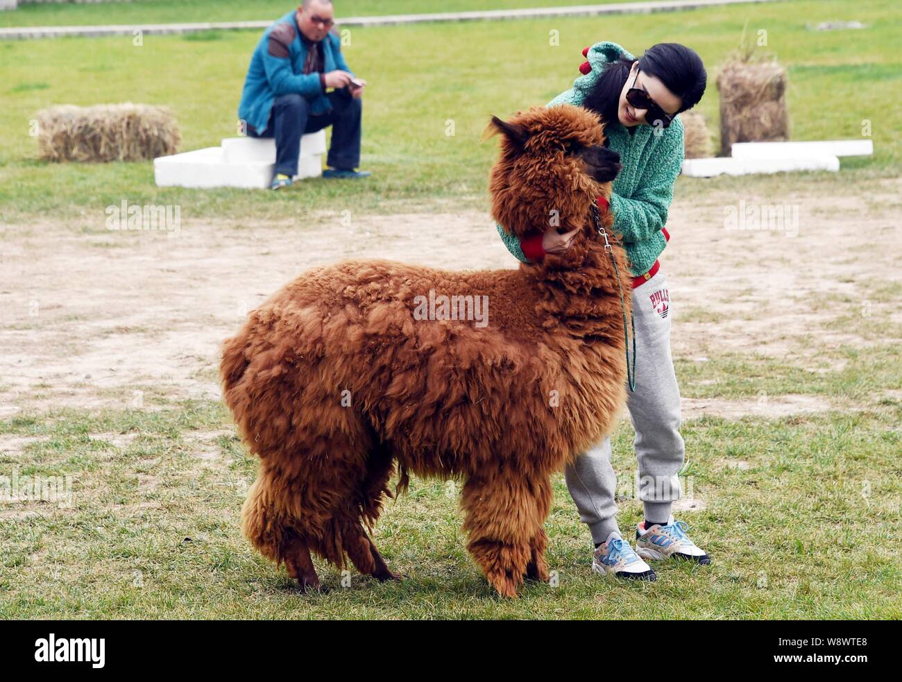 Chinese Actress Fan Bingbing Strokes An Alpaca At A Press Conference For Her New Movie Skiptrace In Beijing China 23 October 2014 Stock Photo Alamy