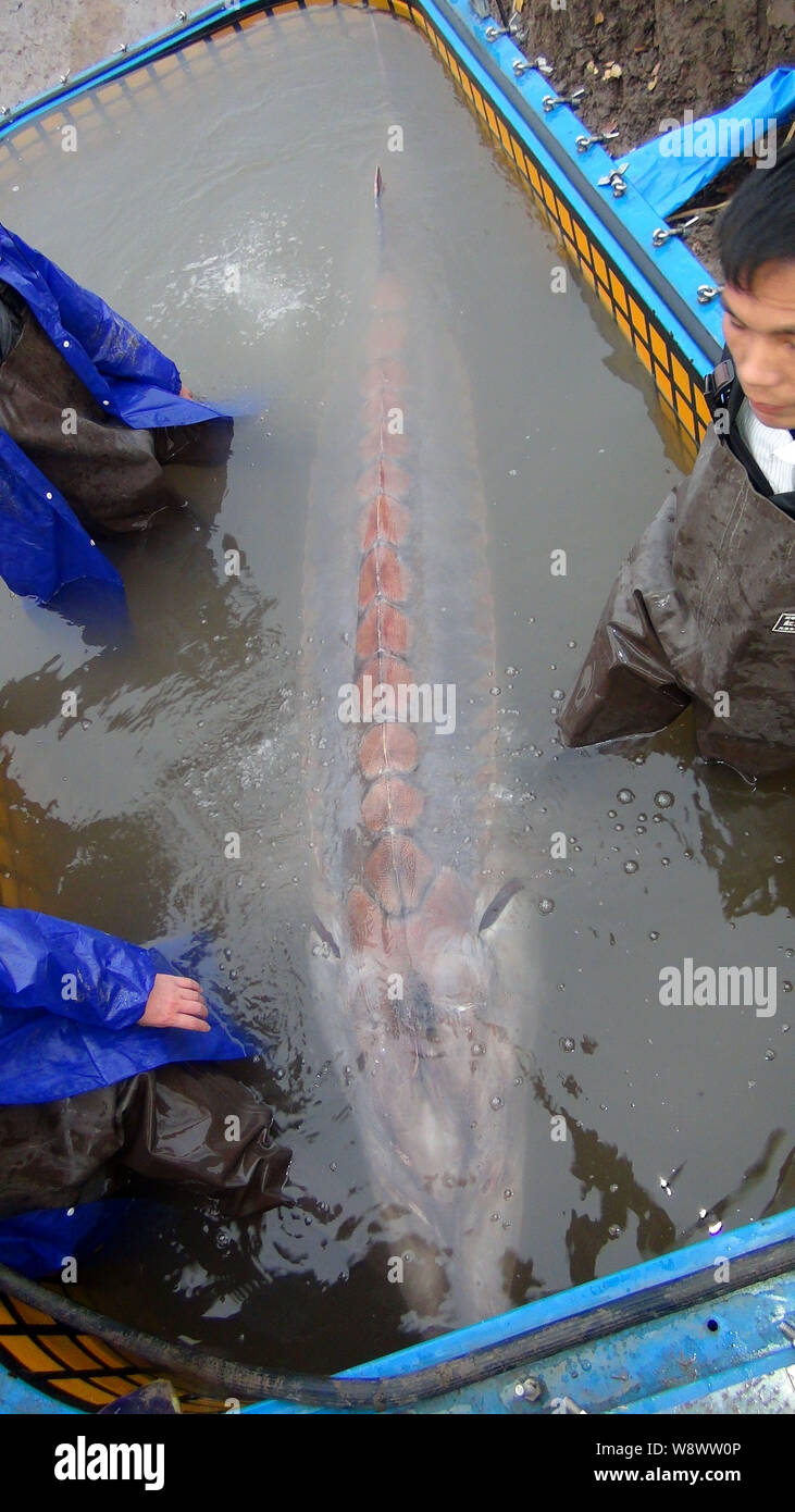 The pregnant sturgeon caught by fishermen, 3.3 meters in length and more than 350 kilograms in weight, is to be transported to the Yangtze River Fishe Stock Photo