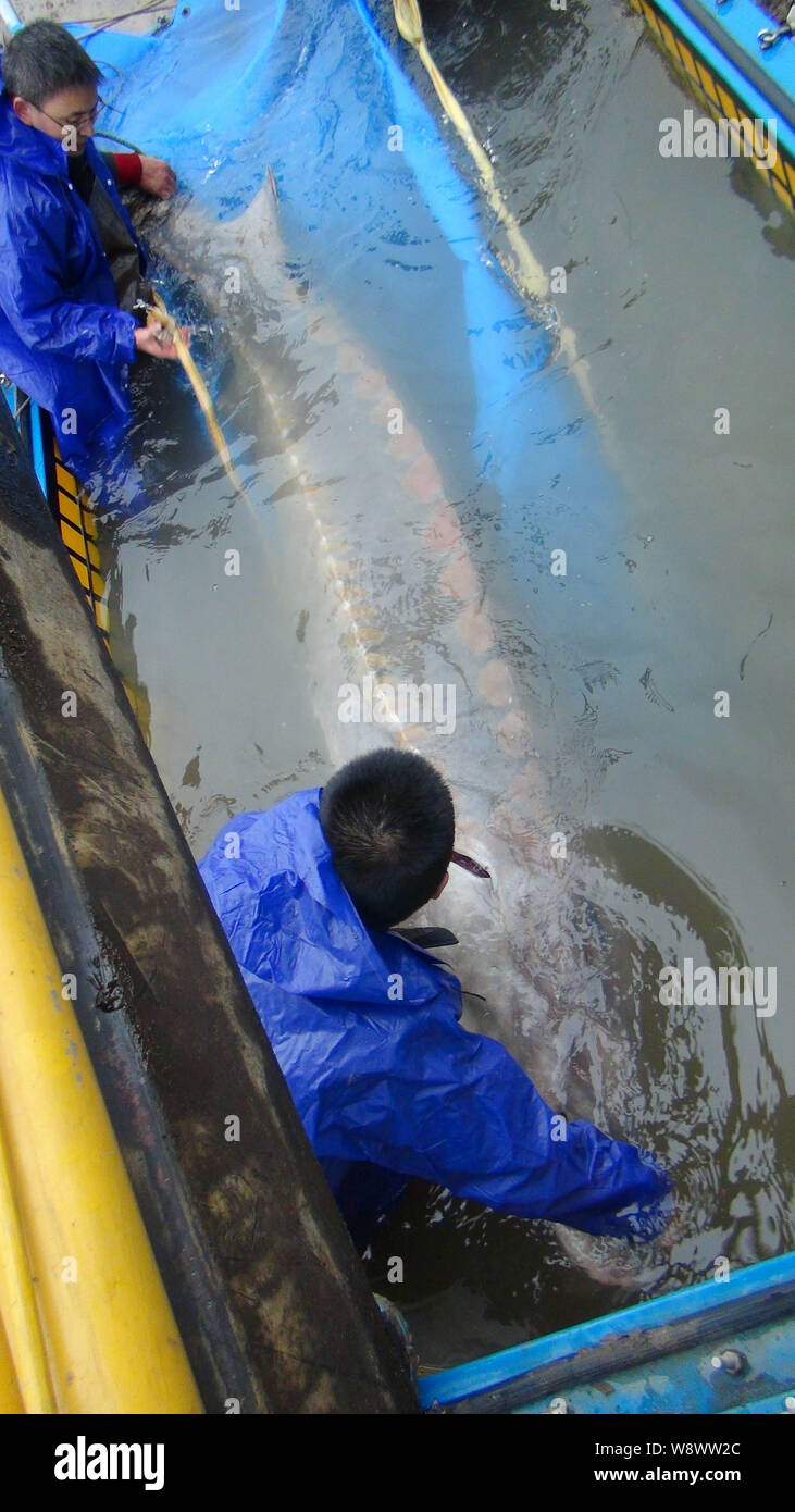 The pregnant sturgeon caught by fishermen, 3.3 meters in length and more than 350 kilograms in weight, is being examined by researchers from the Yangt Stock Photo