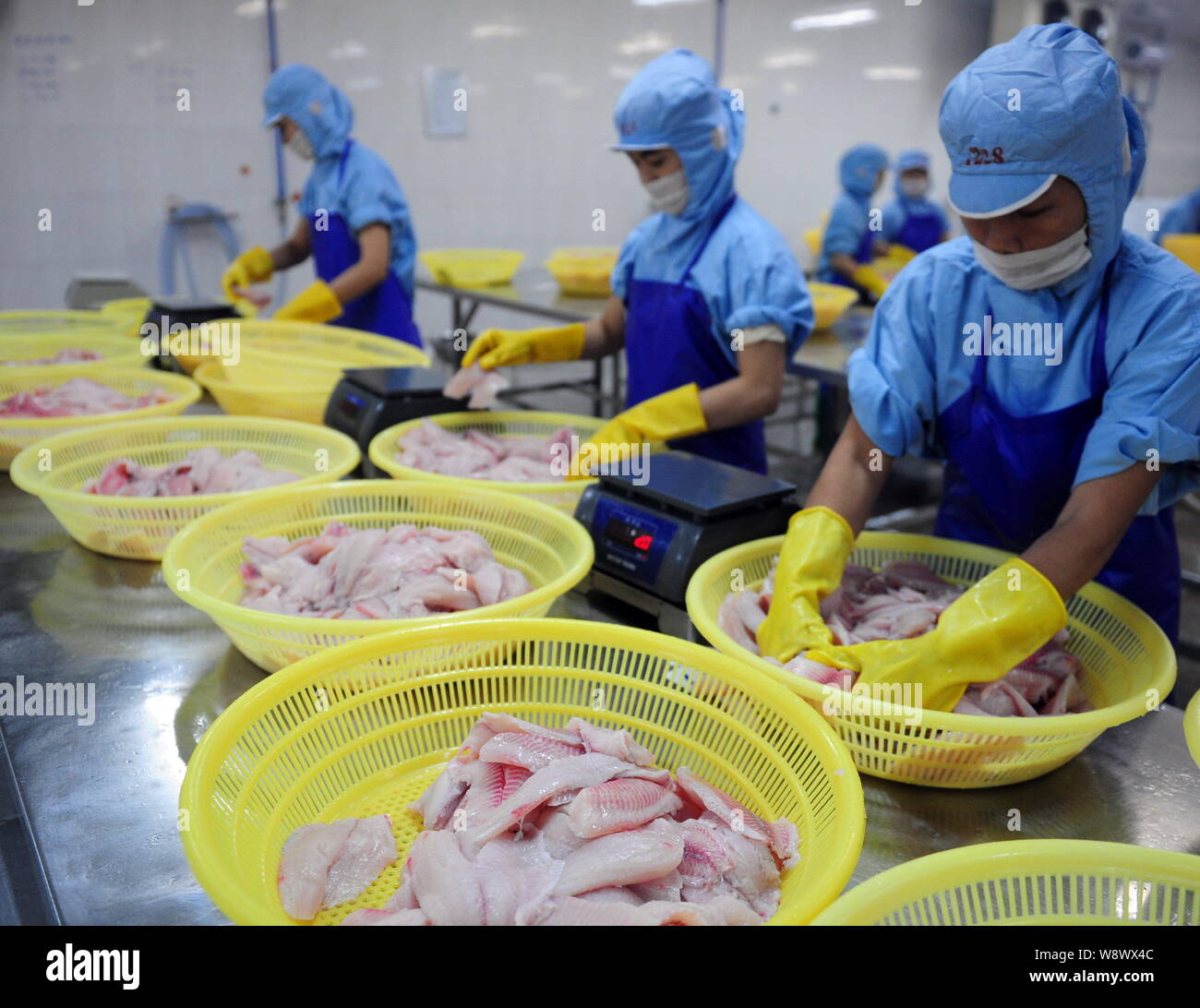 Chinese workers process Tilapia to be exported at a processing plant in Qionghai city, south