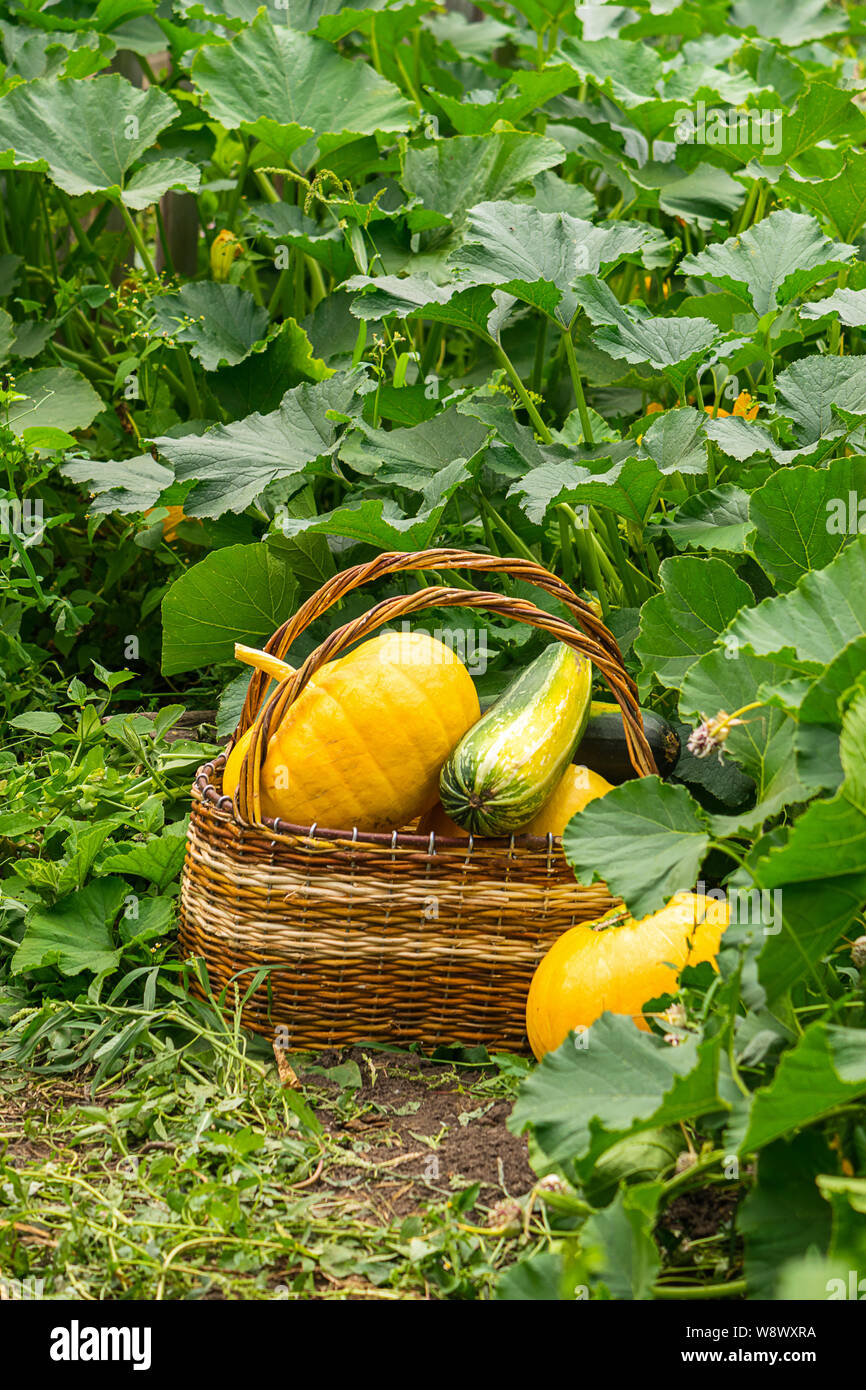 Fresh ripe organic pumpkins wicker basket on green grass outdoors ...