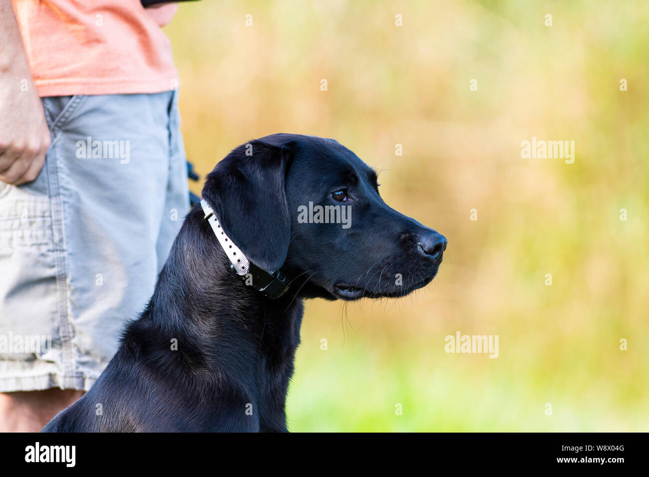 Dog training with Labrador Retrievers Stock Photo Alamy