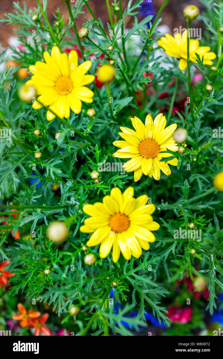 Closeup of green leaves and yellow daisy flowers in flower pot potted