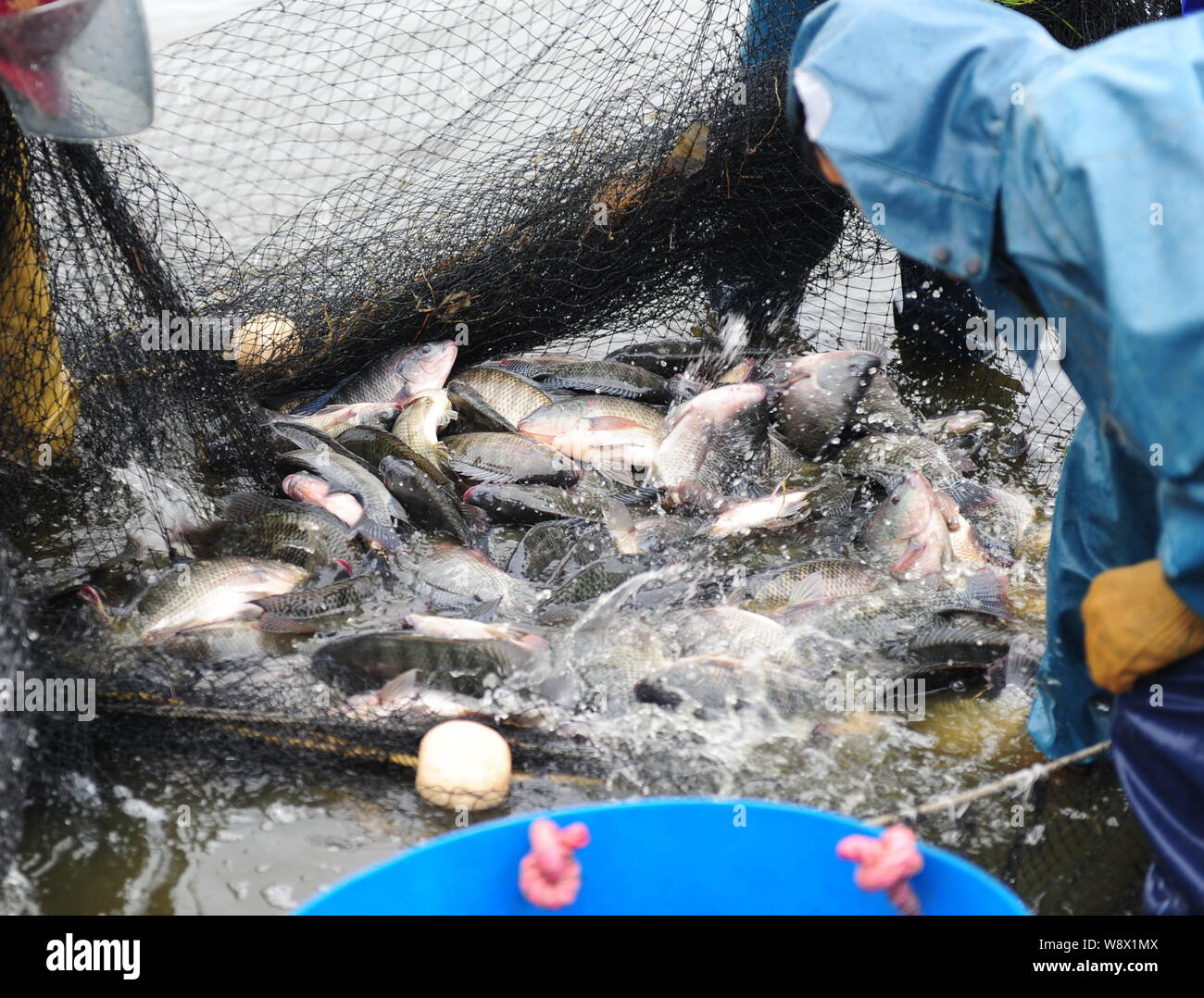 Tilapia breeding hires stock photography and images Alamy