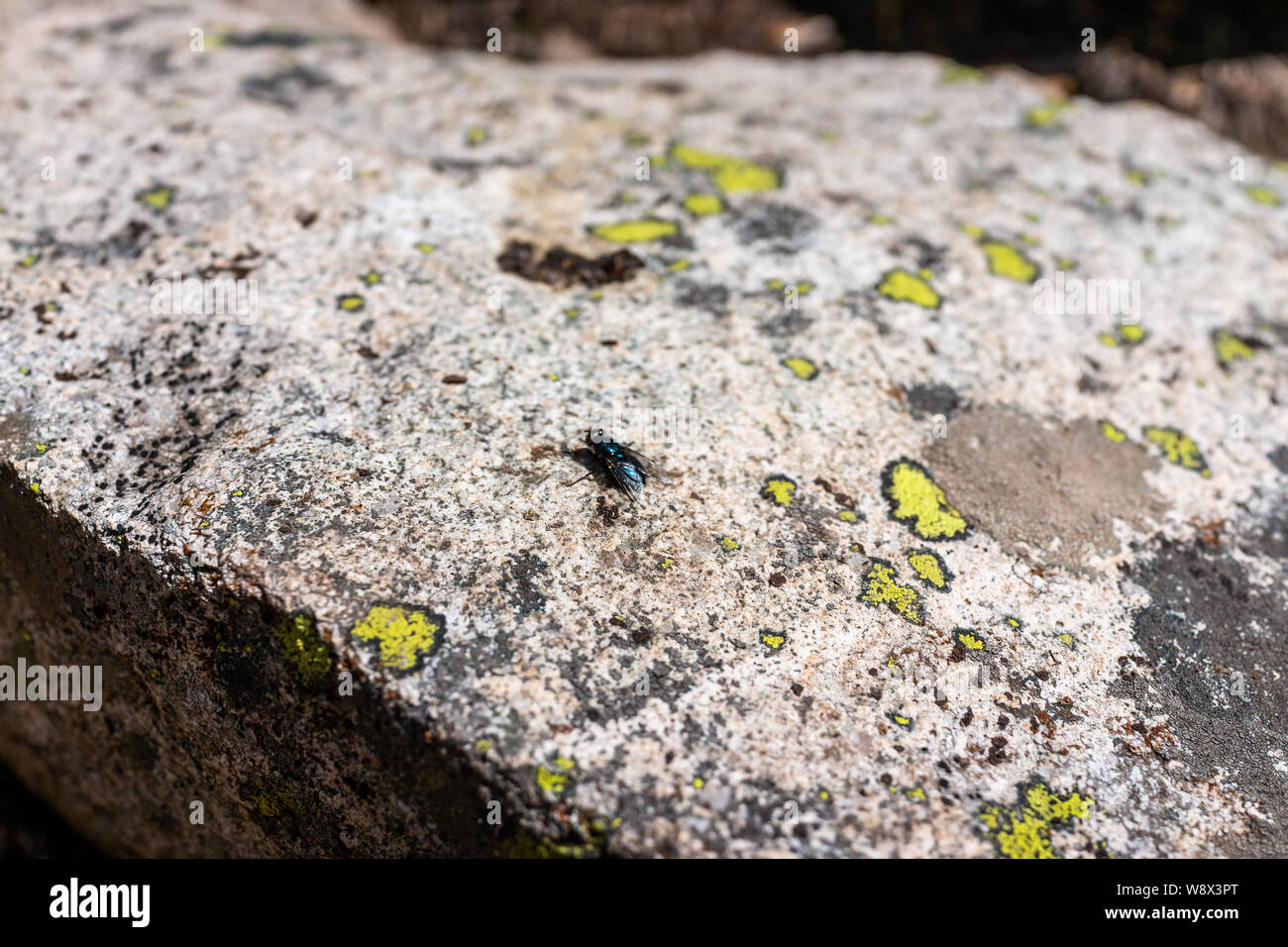 Closeup of Blue bottle fly on rock with vibrant color on hike in Colorado Stock Photo