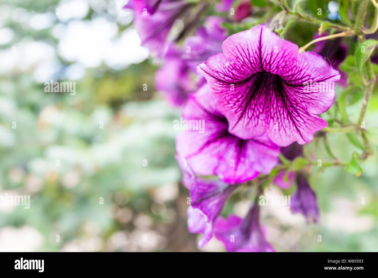 Purple pink calibrachoa or petunia flowers macro closeup hanging in basket with bokeh background during summer in Vail, Colorado Stock Photo