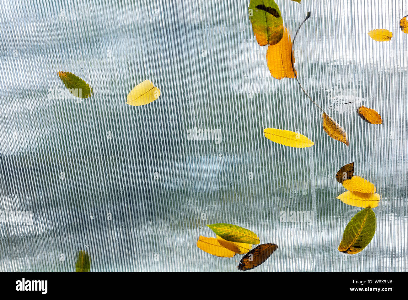 fallen autumnal yellow and orange leaves on glass roof of summer house ...