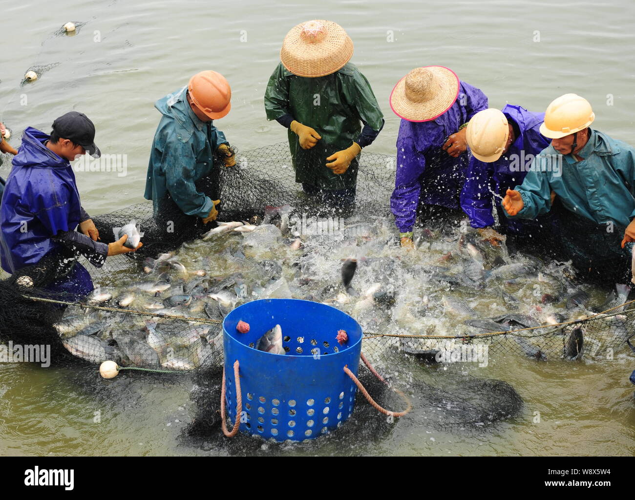 Tilapia breeding hires stock photography and images Alamy