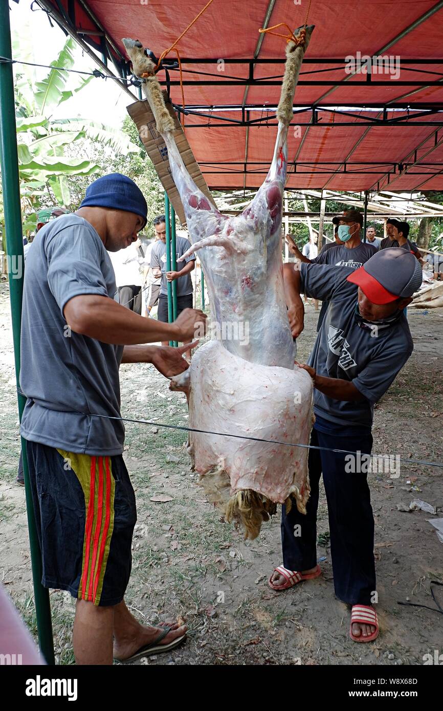 A group of men are skinning a hung sacrificial sheep in Eid al Adha day. Eid al Adha is a traditional Islamic day when people give meat to the poor. Stock Photo