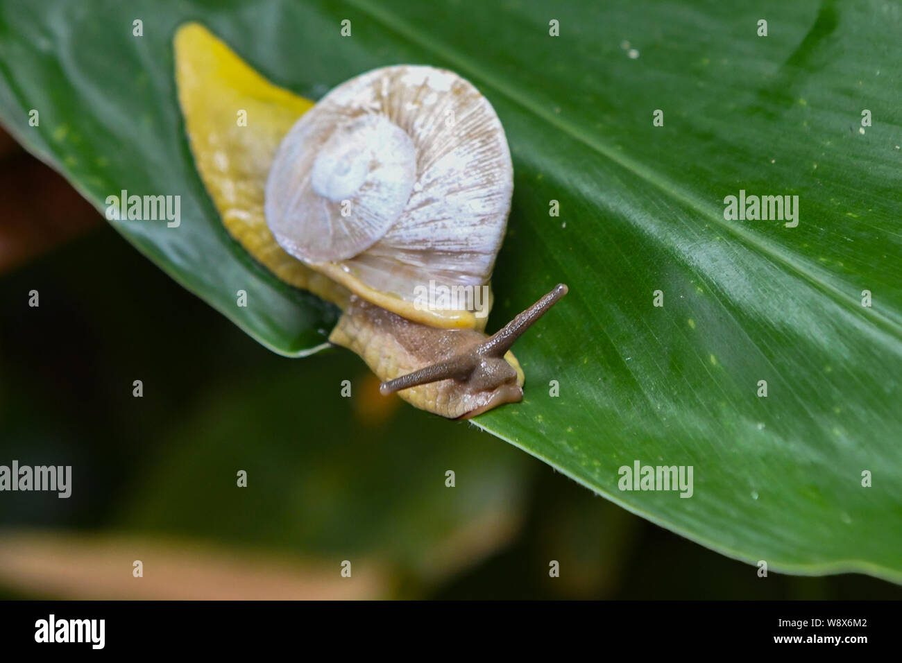 Tree snail Caracolus caracolla in El Yunque National Forest Puerto Rico ...