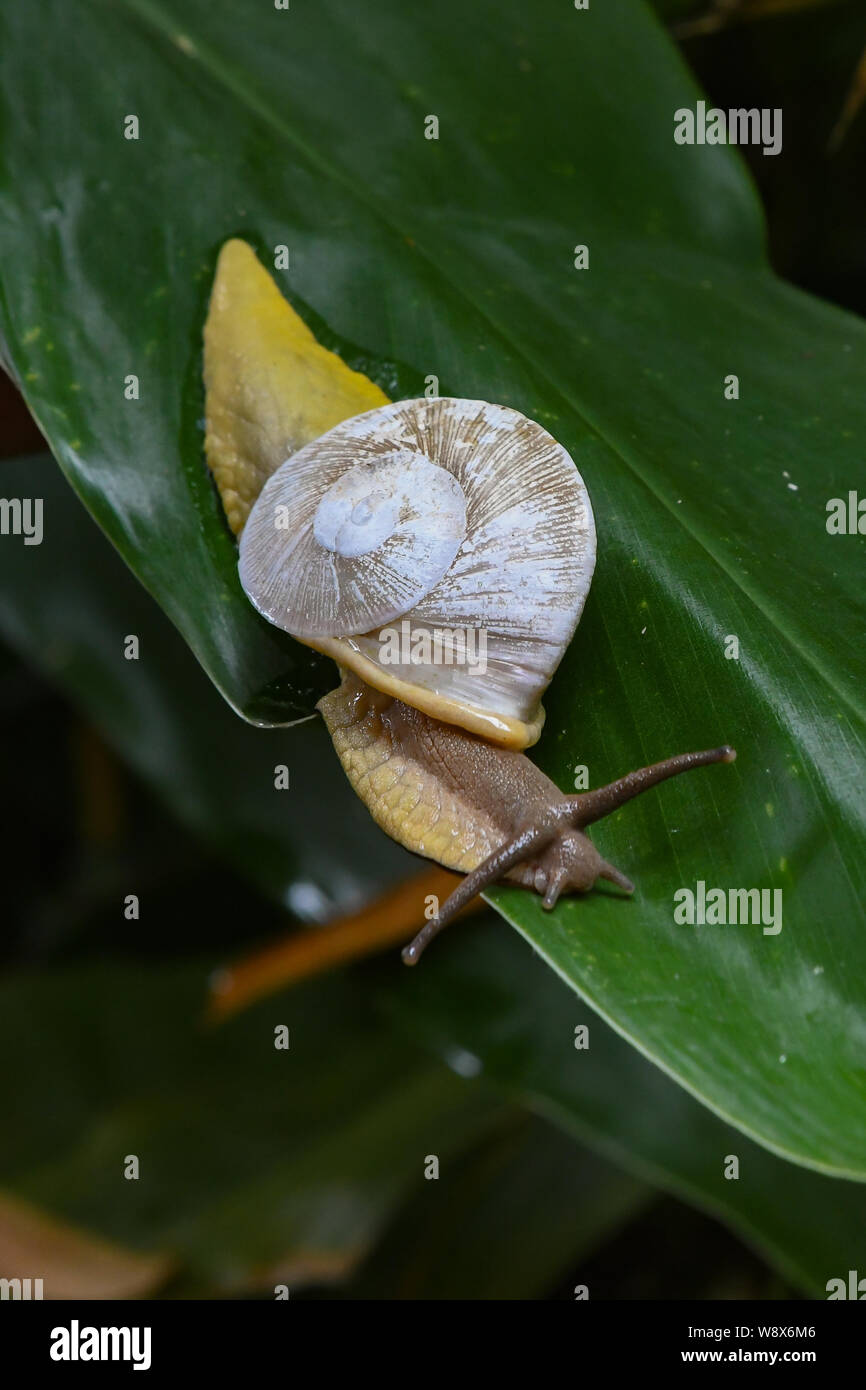 Tree snail Caracolus caracolla in El Yunque National Forest Puerto Rico
