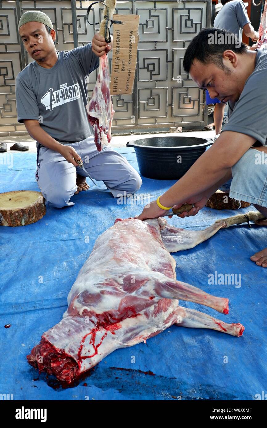 Some volunteers cut the sacrificial meat in Eid al Adha day. Eid al Adha is a traditional Islamic event when some fresh meat are given to the poor. Stock Photo