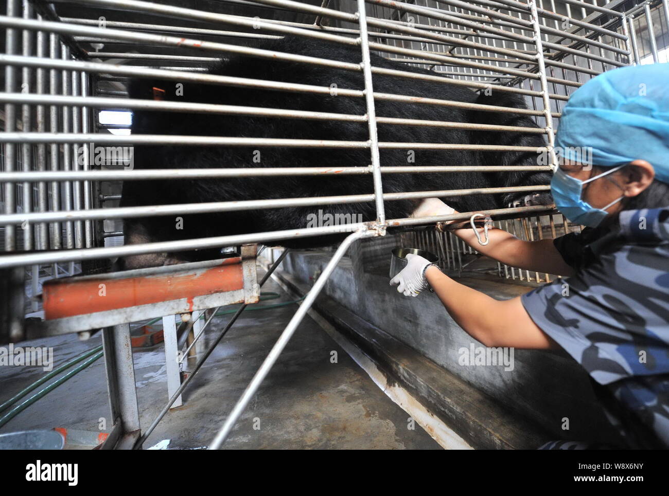 --FILE--A Chinese worker extracts bile from a black bear caged at a bear farm in southeast China's Fujian province, 13 September 2011.   China is set Stock Photo