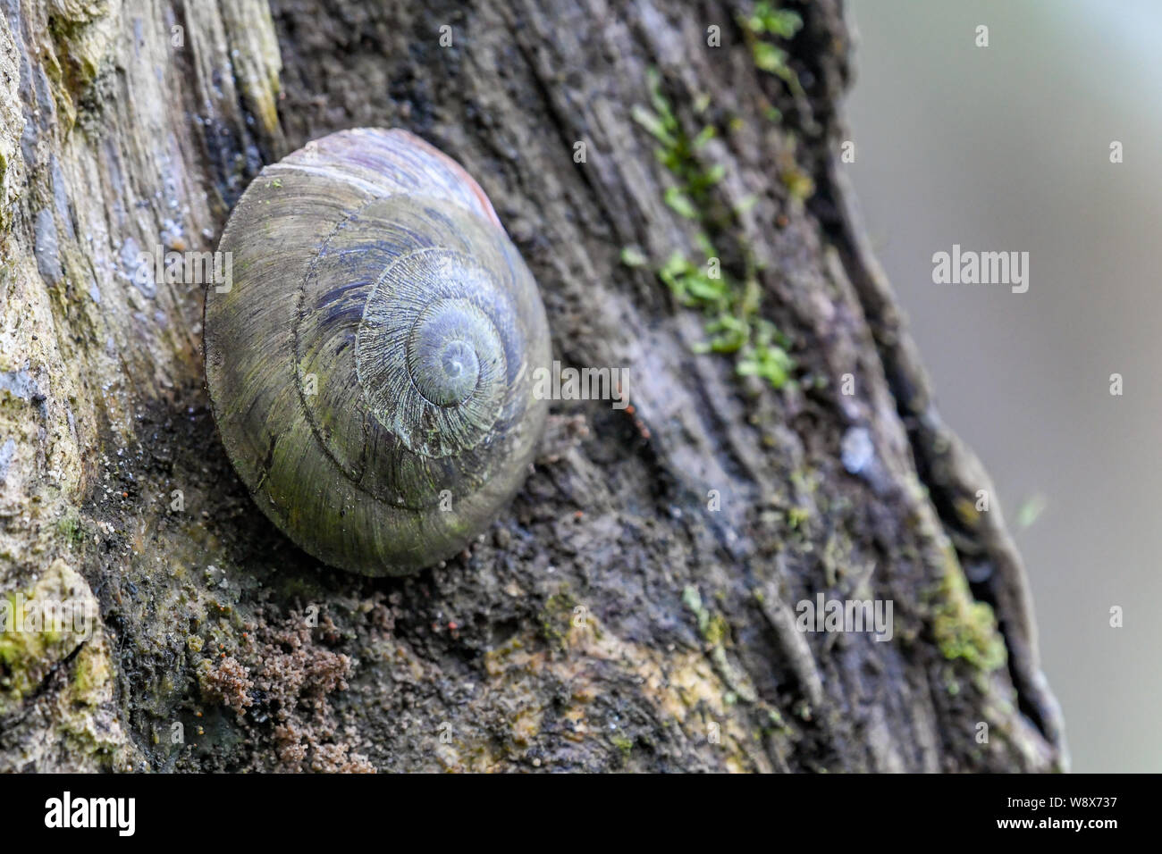 Tree Snail Caracolus Caracolla In El Yunque National Forest Puerto Rico A Caracolus In Rain Forest Gastropod On Tree In Woods With Moss Stock Photo Alamy