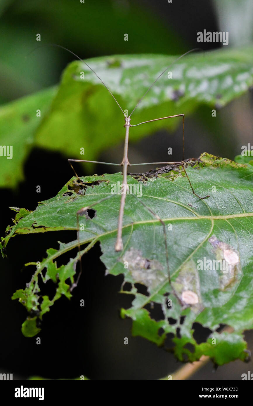 Phasmatodea walking stick stick bug stick insects stick bugs