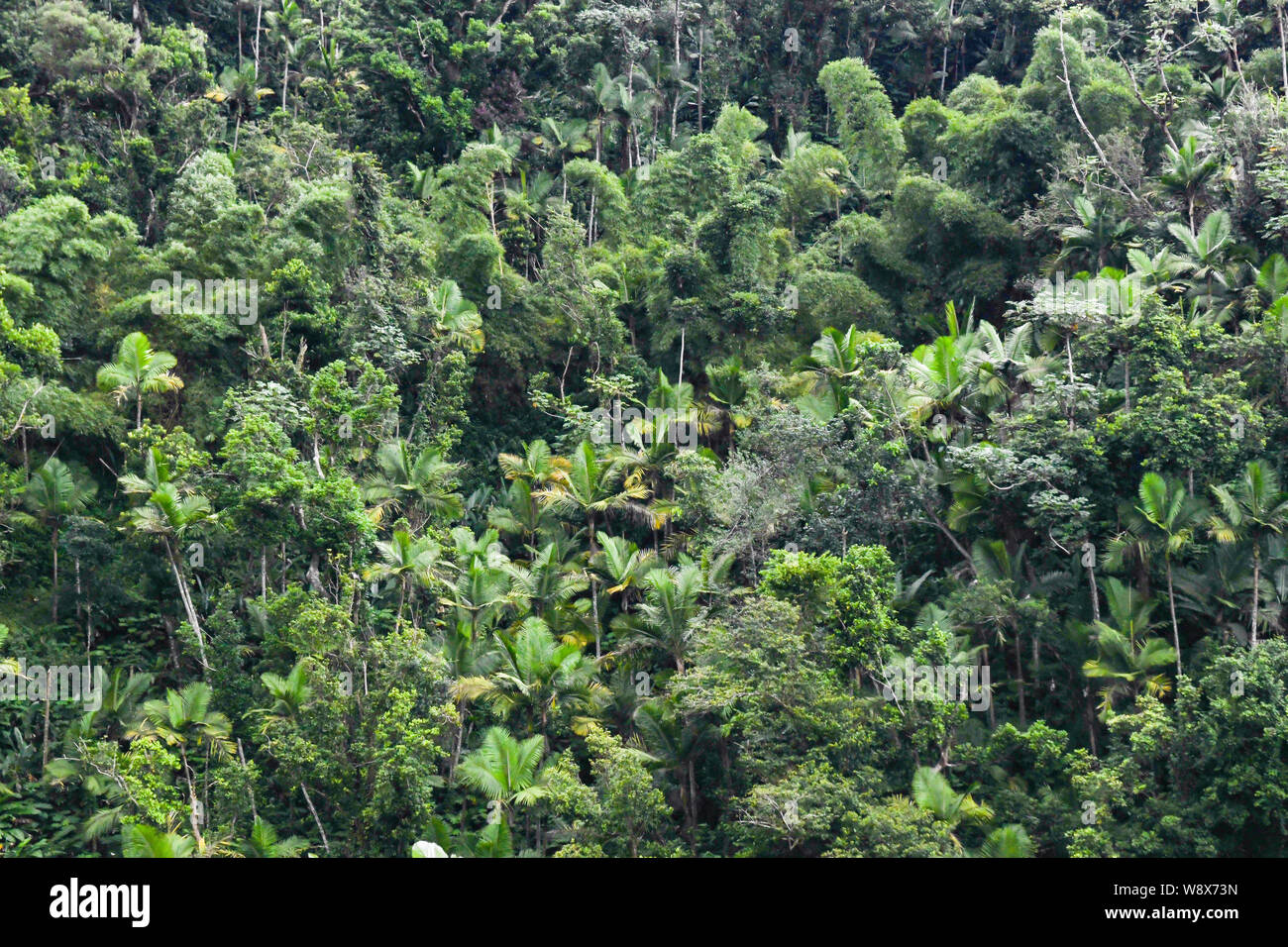 El Yunque National forest Puerto Rico - hurricane Maria recovery has started in the tropical jungle rain forest - jungle flora / rainforest flora Stock Photo