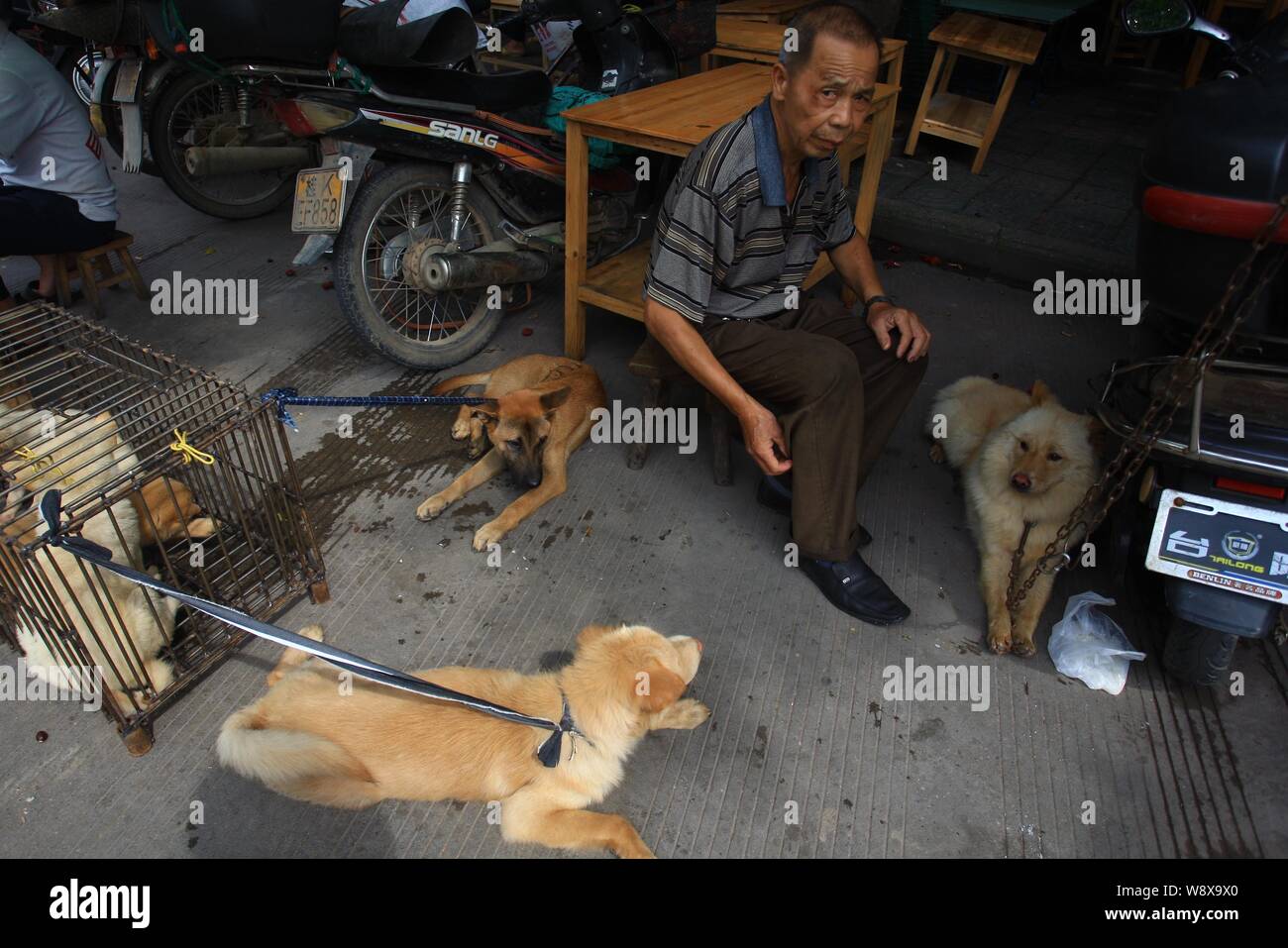 Dogs are for sale at a market set up in preparation for the dog meat festival in Yulin city, south Chinas Guangxi Zhuang Autonomous Region, 20 June 20 Stock Photo
