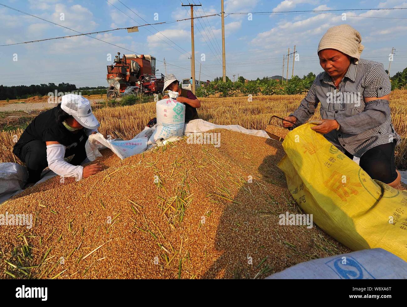--FILE--Chinese farmers pack wheat in Mihe town, Qingzhou city, east Chinas Shandong province, 7 June 2014.      As the harvest looms next month, the Stock Photo