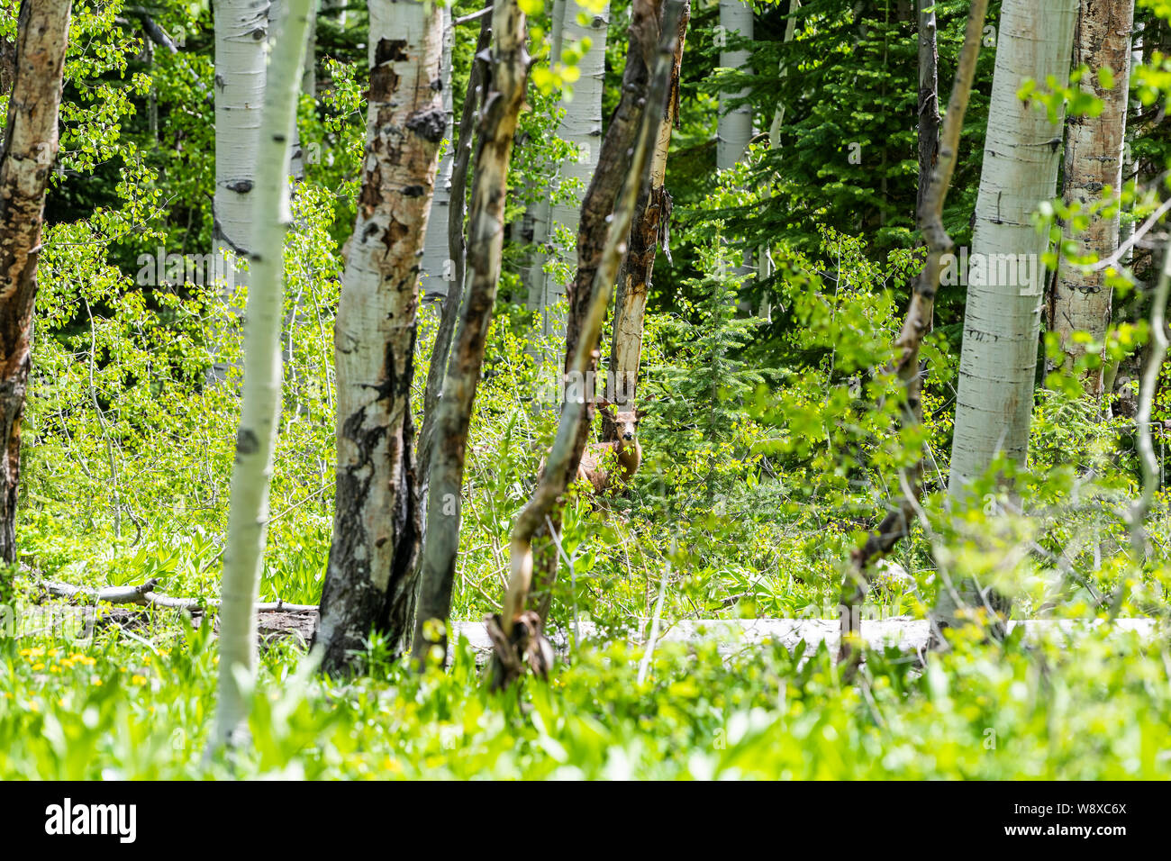 Crested Butte Kebler Pass rocky mountains aspen forest and deer