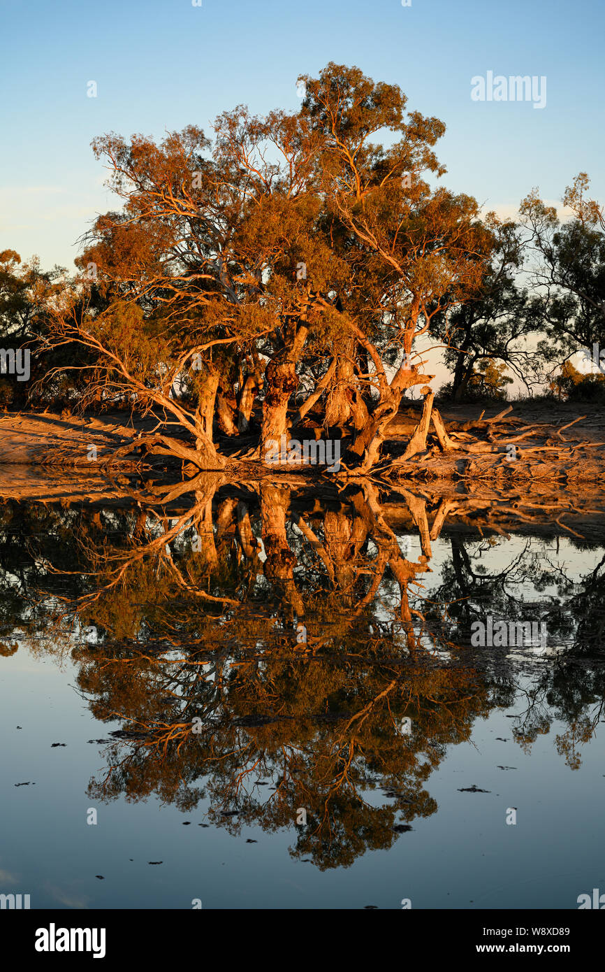 Bathed in golden light on the banks of the Great Anabranch of the Darling River, a group of old River Red Gums reflected in the calm water. Stock Photo