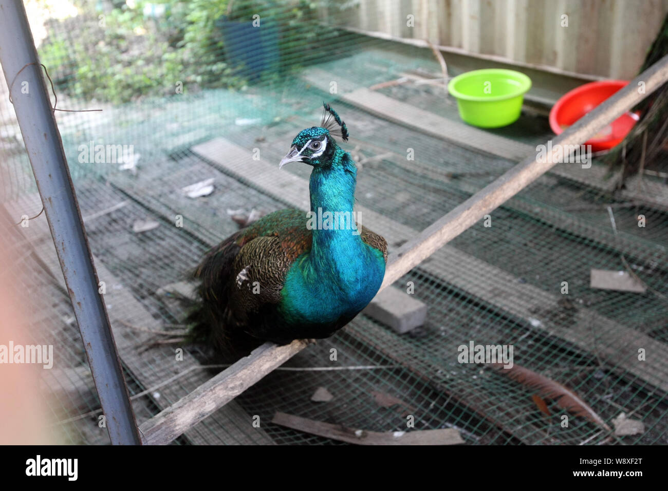 A peacock is seen next to a shipping-container home in Pudong, Shanghai, China, 8 July 2014.   In Chinas populous city of Shanghai, some families call Stock Photo