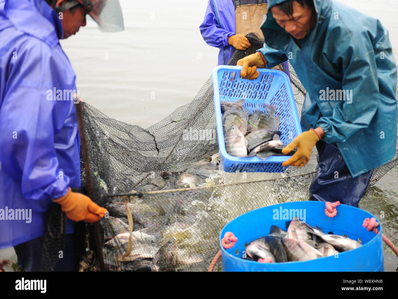 Tilapia breeding hires stock photography and images Alamy