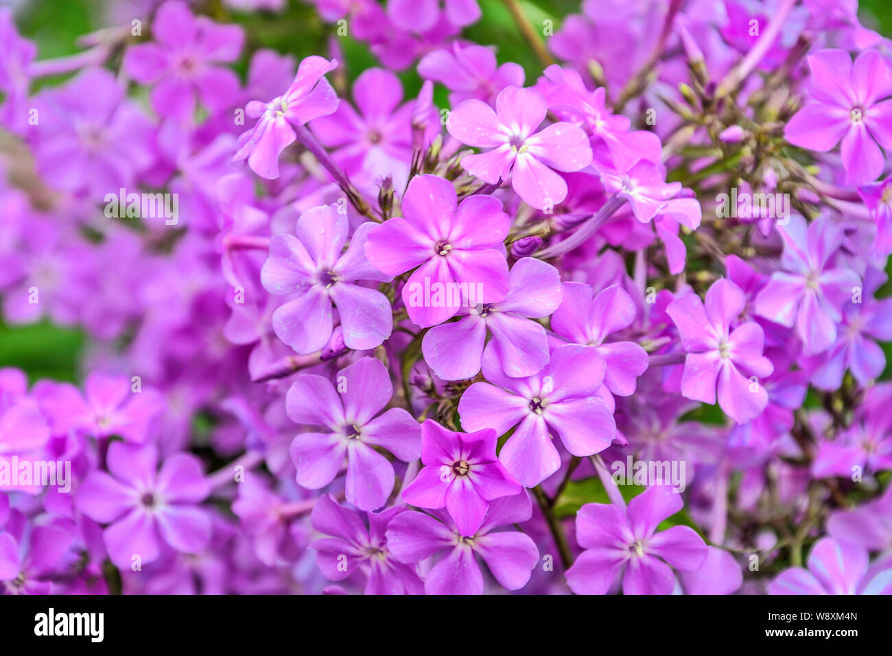 Phlox paniculata fragrant flowers in the garden. Gentle floral background, selective focus. Light violet perennial phlox macro. Gardening, floricultur Stock Photo