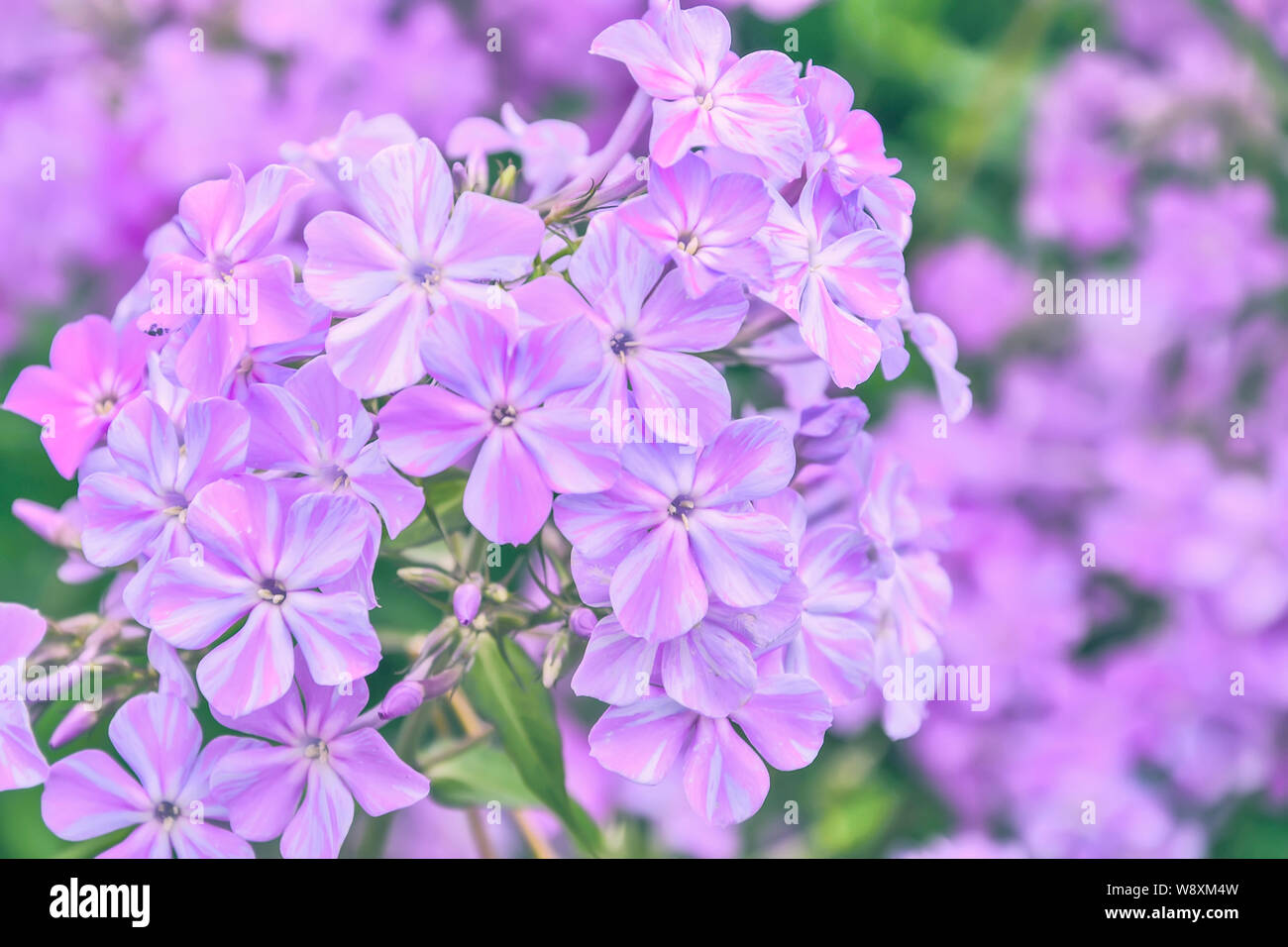 Phlox paniculata fragrant flowers in the garden. Gentle floral background, selective focus. Light violet variegated phlox macro. Gardening, floricultu Stock Photo