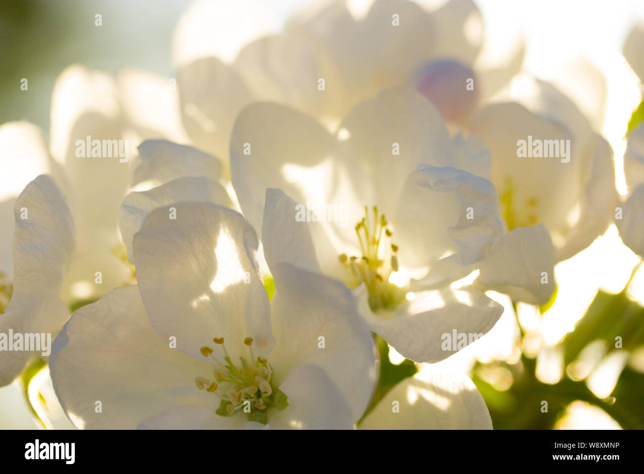 white flowers in spring in warm sunlight Stock Photo - Alamy