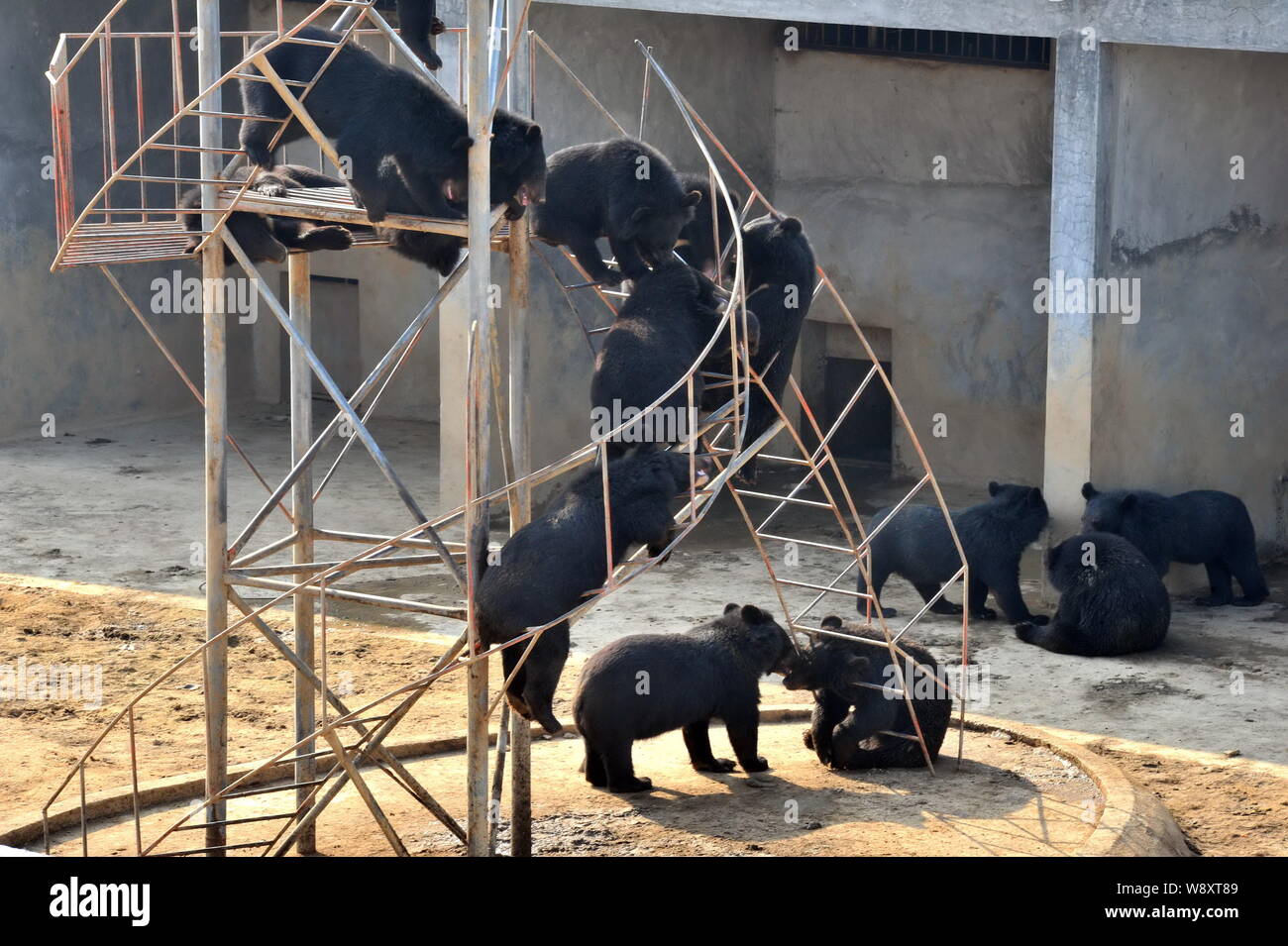 --FILE--Black bears have fun at a bear farm in southeast China's Fujian province, 13 September 2011.   China is set to recognize animal welfare for th Stock Photo