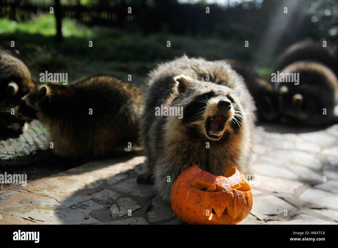 Raccoon Script Racoon Safari