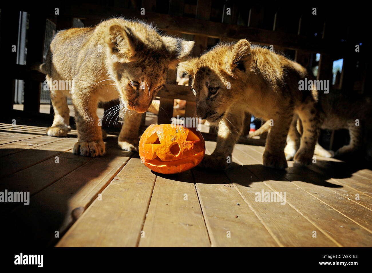 Baby lions are interested in a jack-o'-lantern prepared for Halloween at the Yunnan Safari Park in Kunming city, southwest China's Yunnan province, 30 Stock Photo